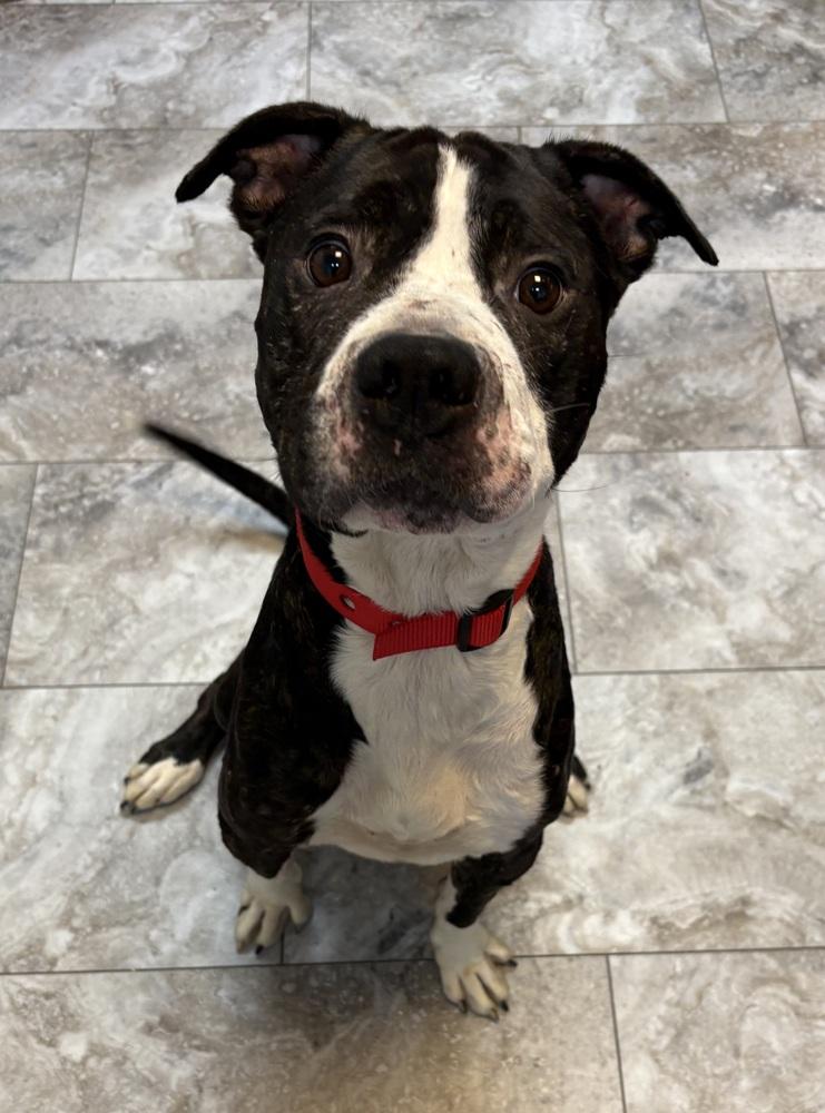 OREO, a Adoptable Pit Bull Terrier in Rochester, IN image 2/6