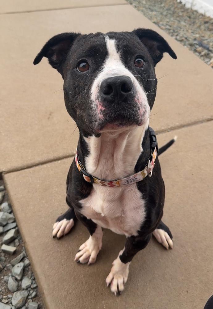 OREO, a Adoptable Pit Bull Terrier in Rochester, IN image 3/6