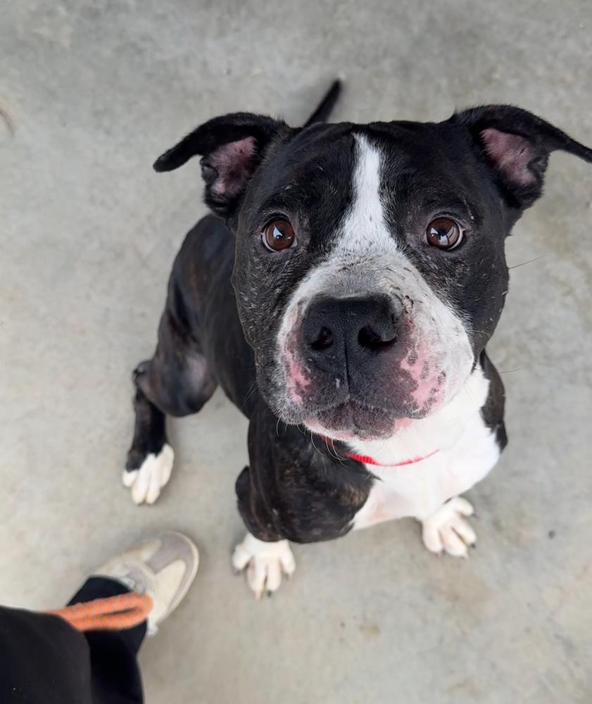 OREO, a Adoptable Pit Bull Terrier in Rochester, IN image 4/6