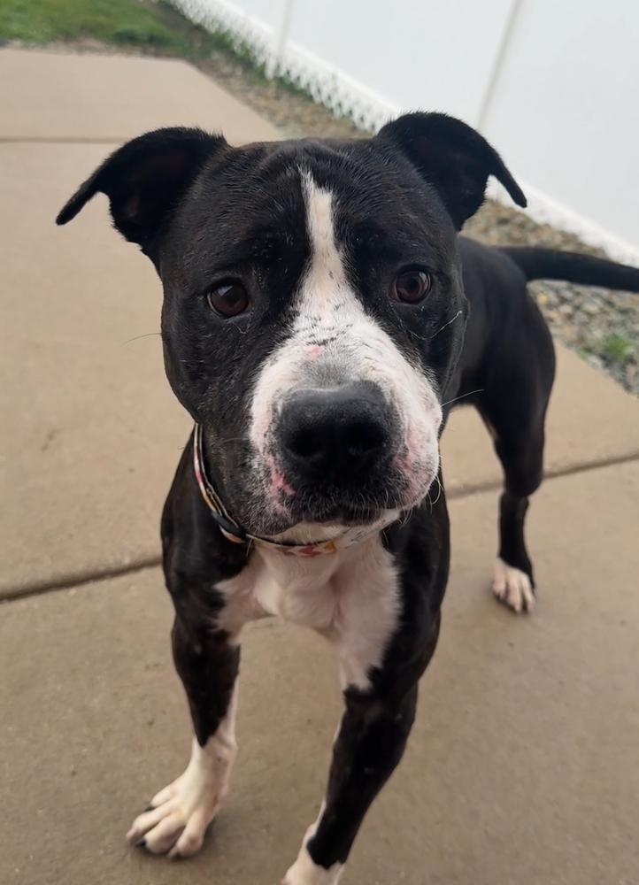 OREO, a Adoptable Pit Bull Terrier in Rochester, IN image 5/6