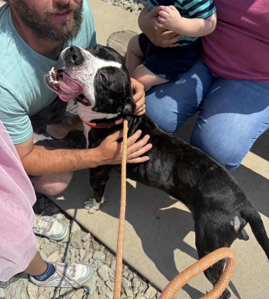 OREO, a Adoptable Pit Bull Terrier in Rochester, IN image 6/6