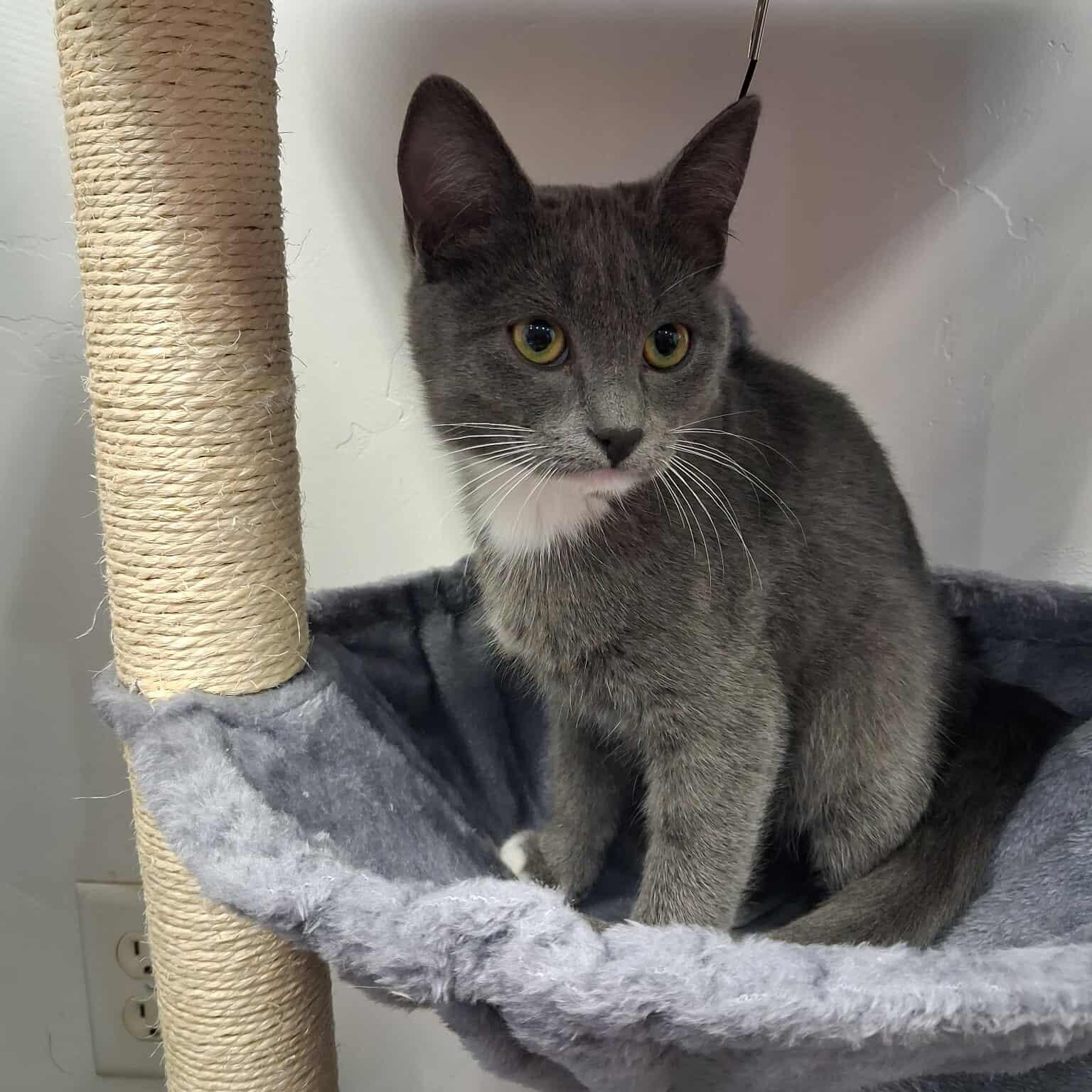 Bumblebee, a other Domestic Short Hair in Roosevelt, UT image 2/2