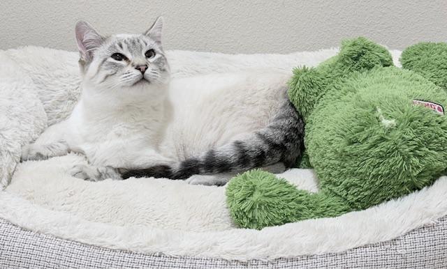 Arthur — thumbnail 4