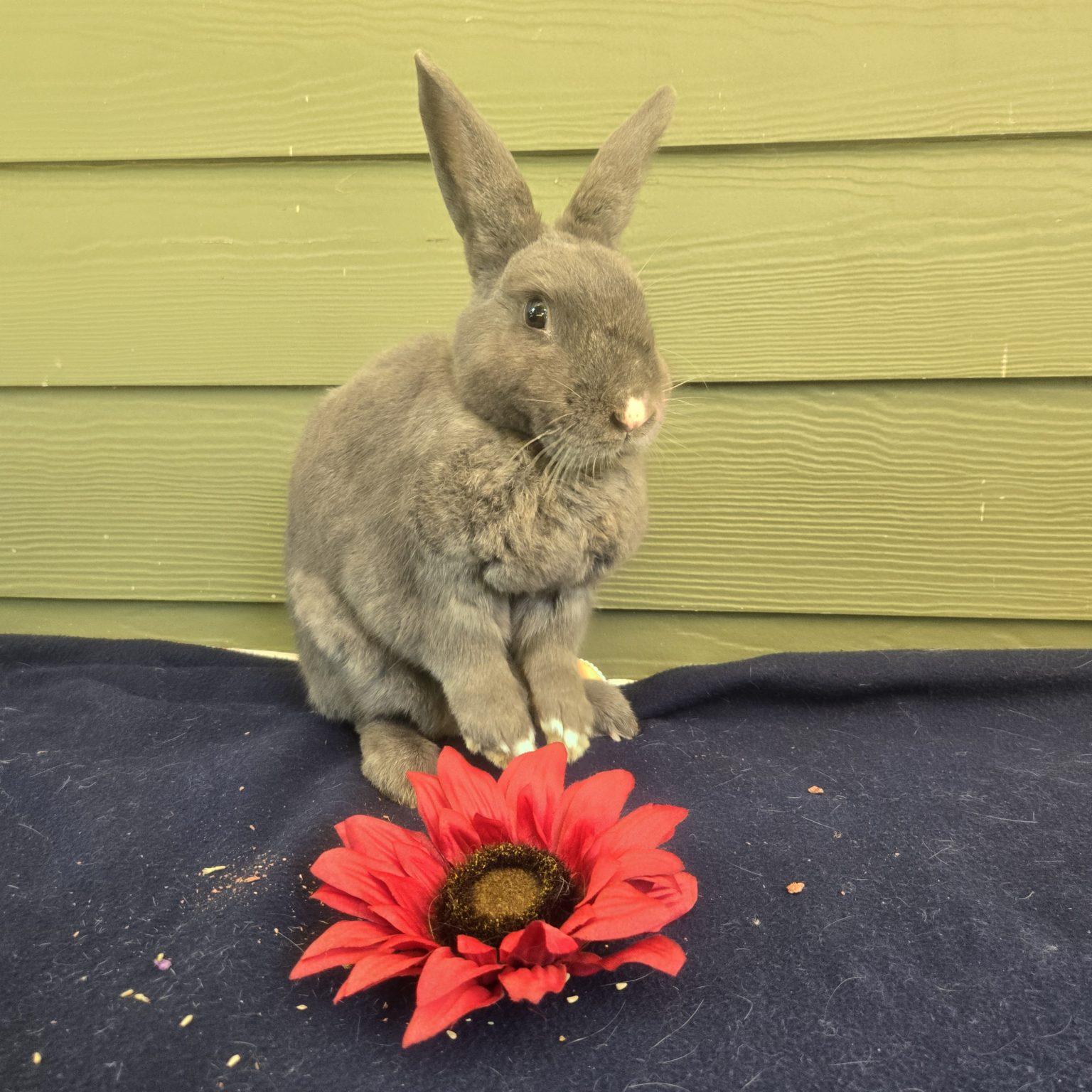 Enlarge Taffeta (South Surrey), a Adoptable mixed breed in Vancouver, BC image 2/3