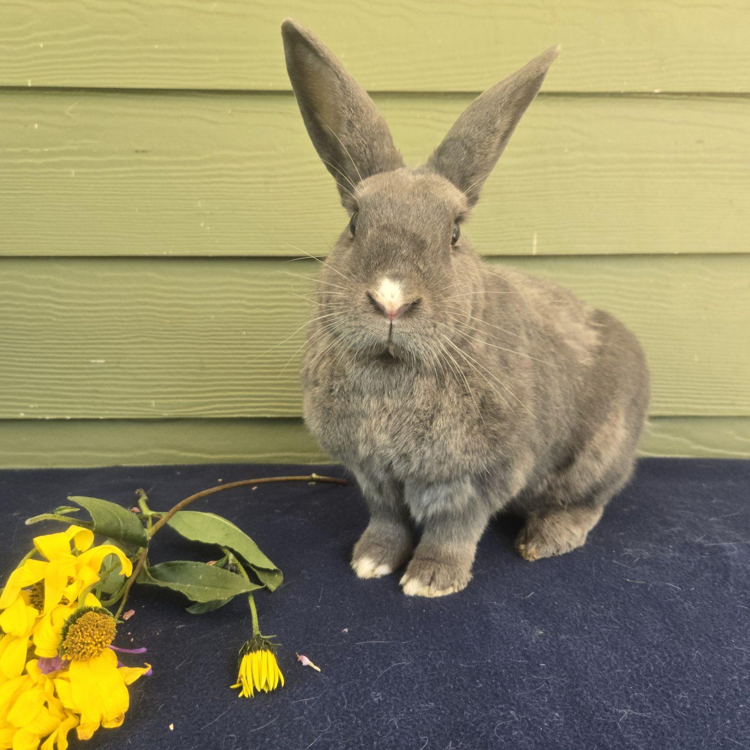 Enlarge Taffeta (South Surrey), a Adoptable mixed breed in Vancouver, BC image 3/3