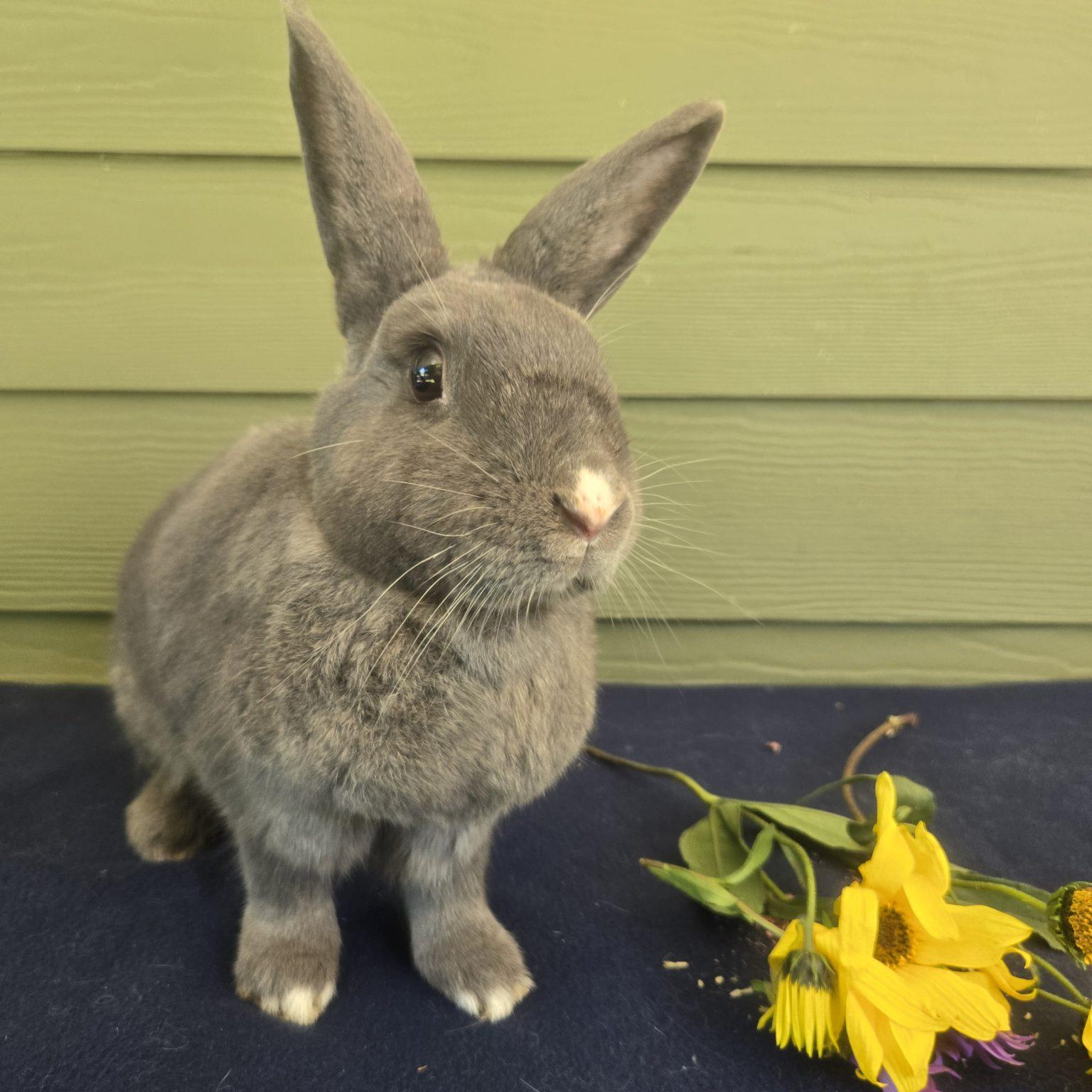 Enlarge Taffeta (South Surrey), a Adoptable mixed breed in Vancouver, BC image 1/3