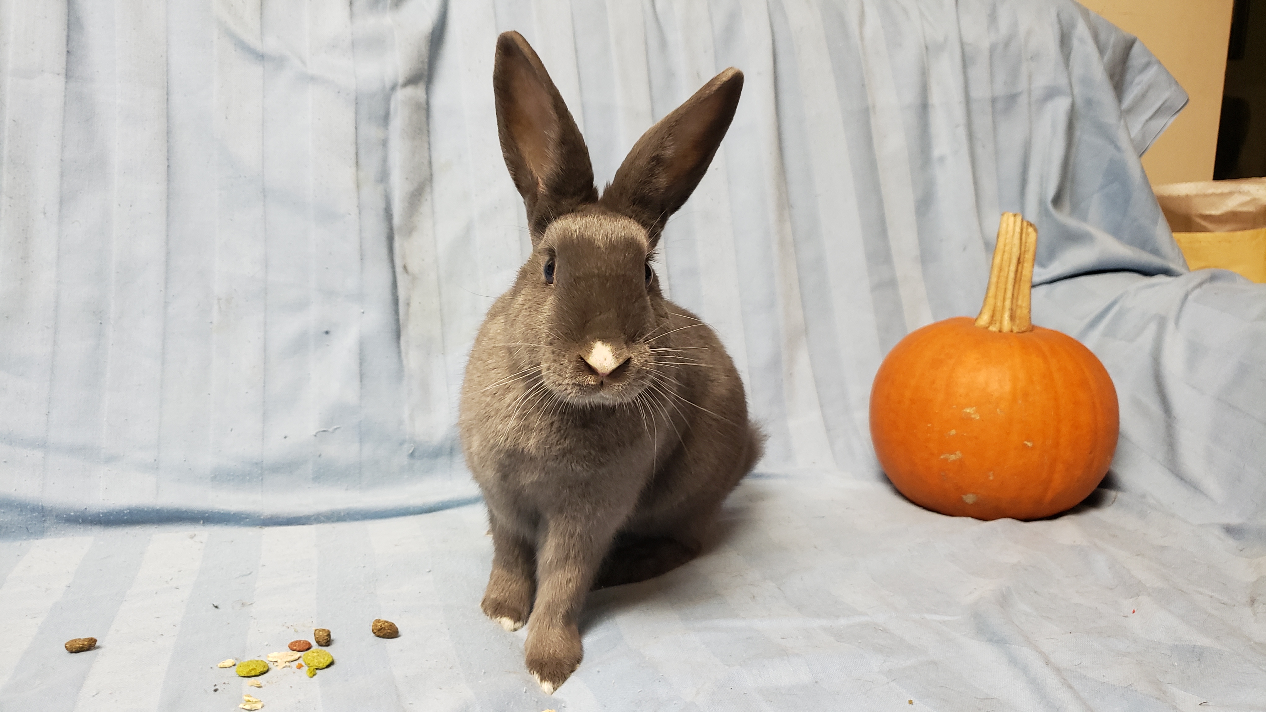Enlarge Tafetta (South Surrey), a Adoptable mixed breed in Vancouver, BC image 1/4
