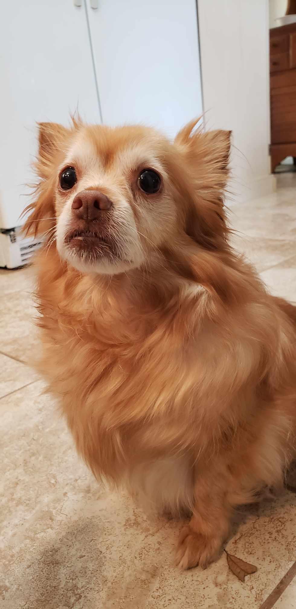 Tink ADOPTION PENDING, Adoptable, Adult Female Chihuahua.