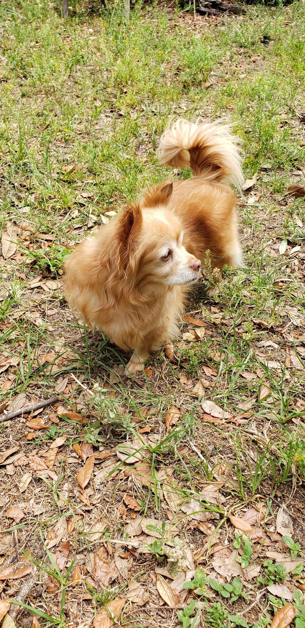 Enlarge Tink ADOPTION PENDING, a Adoptable Chihuahua in Osteen, FL image 2/3