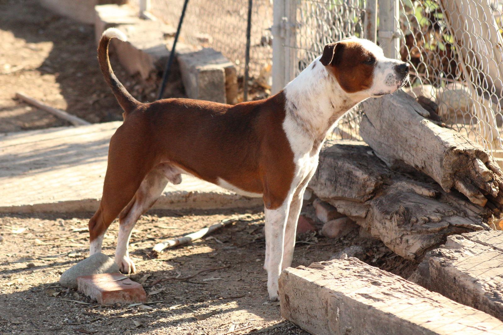 Enlarge Armani, a Adoptable mixed breed in El Centro, CA image 1/2