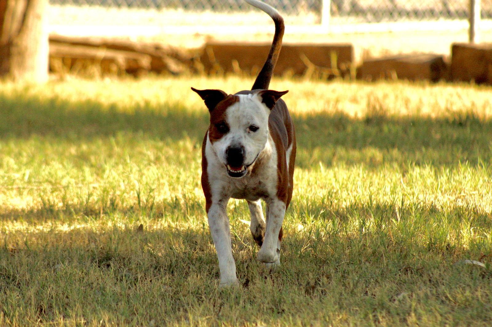 Enlarge Armani, a Adoptable mixed breed in El Centro, CA image 2/2