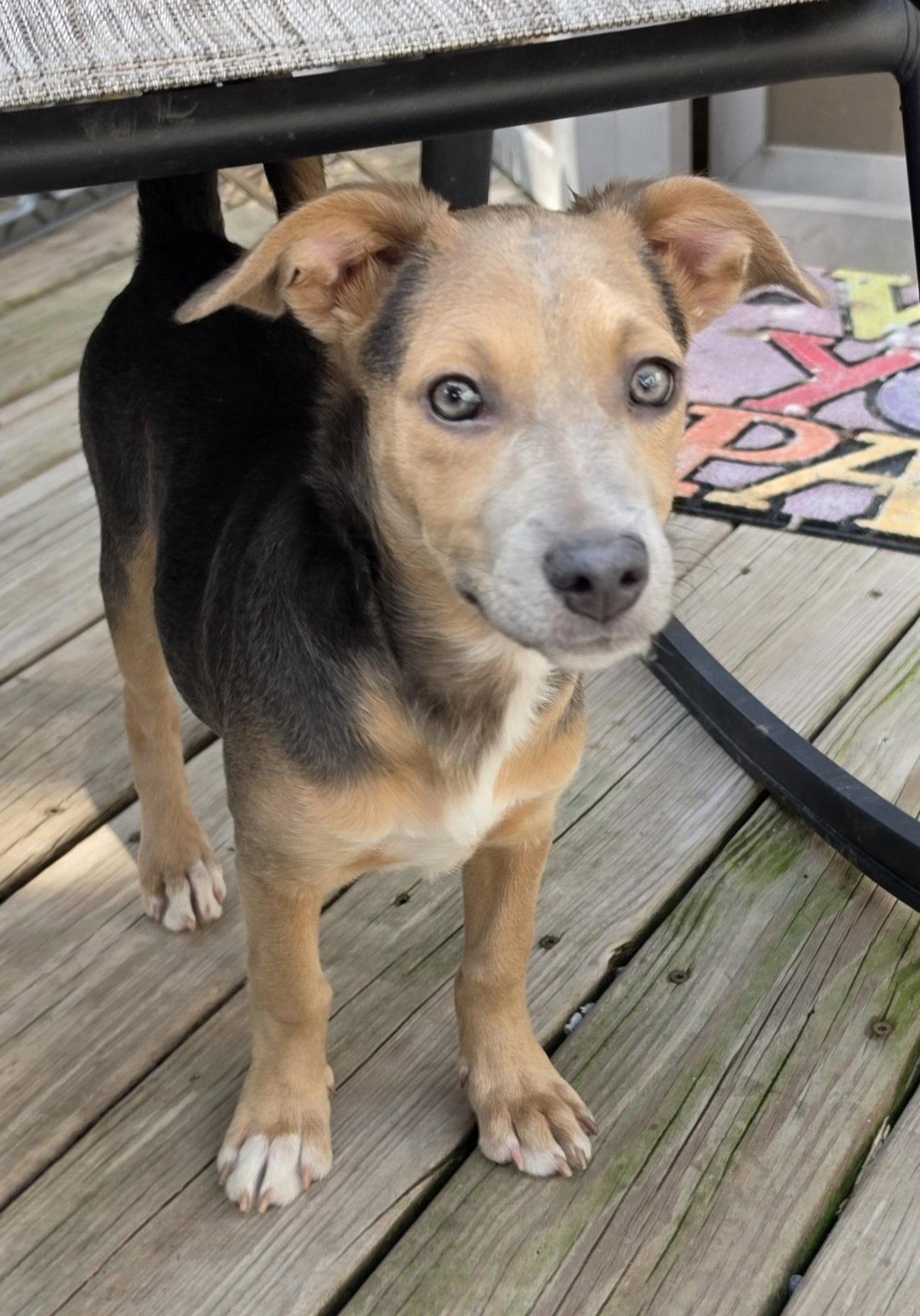 Deva, Adopted, Puppy Female Dachshund & Chihuahua.