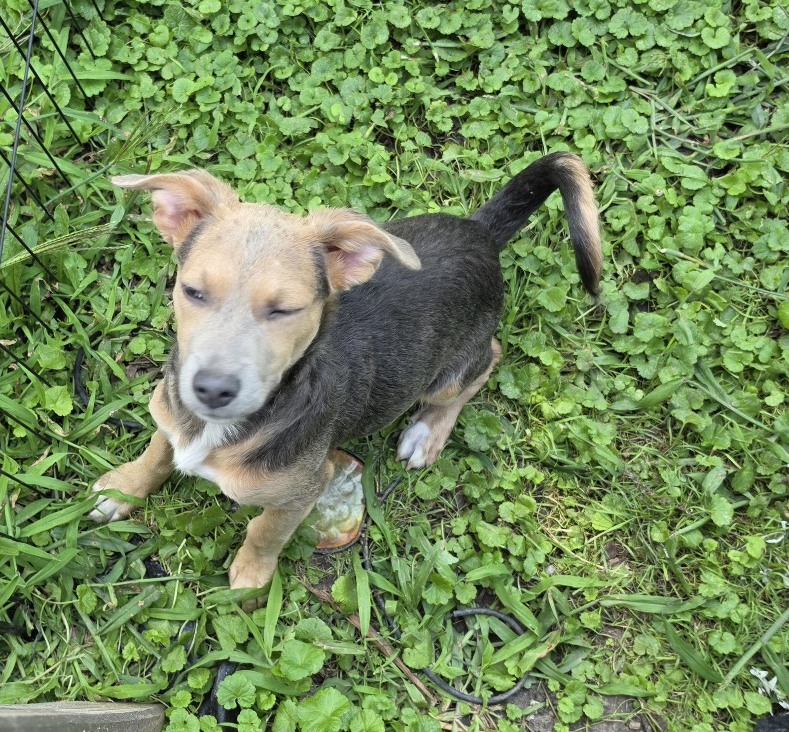 Enlarge Deva, a Adopted mixed breed in Marine City, MI image 2/3