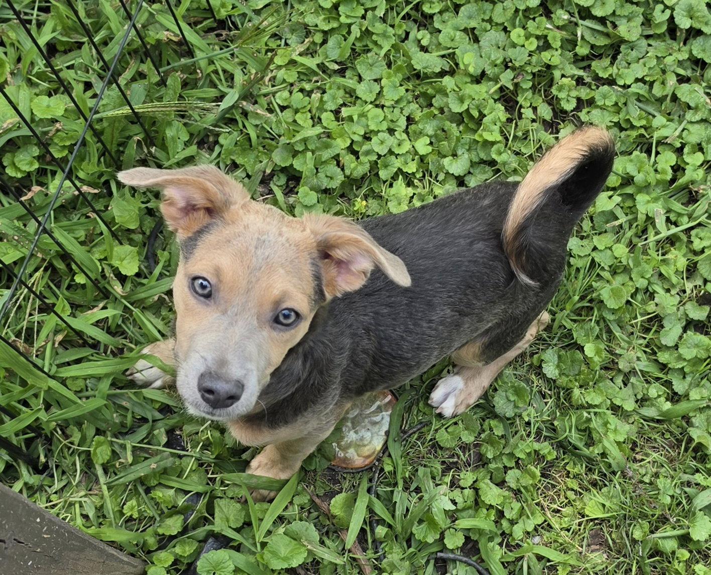 Enlarge Deva, a Adopted mixed breed in Marine City, MI image 3/3