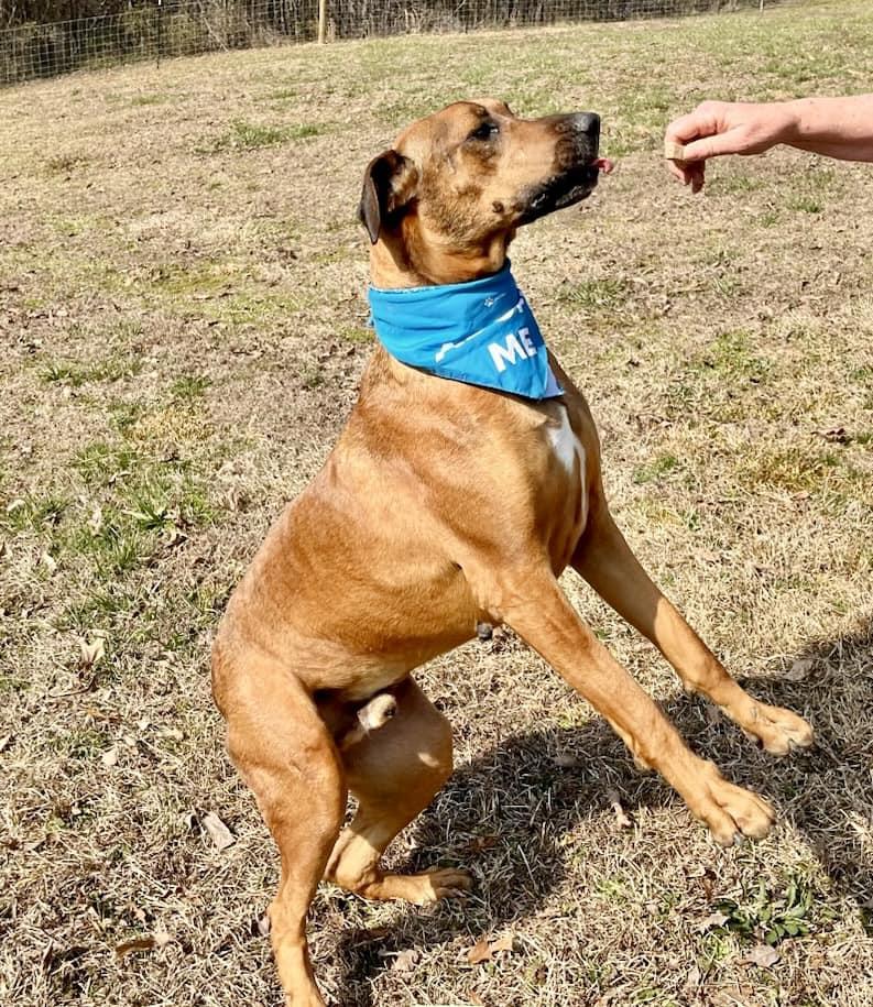 Enlarge Scar, a Adoptable mixed breed in Joppa, AL image 1/6
