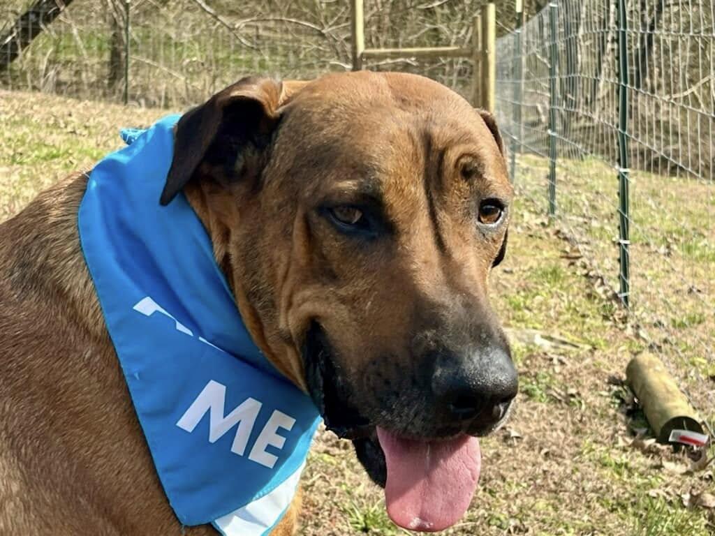 Enlarge Scar, a Adoptable mixed breed in Joppa, AL image 2/6
