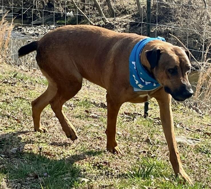 Enlarge Scar, a Adoptable mixed breed in Joppa, AL image 3/6