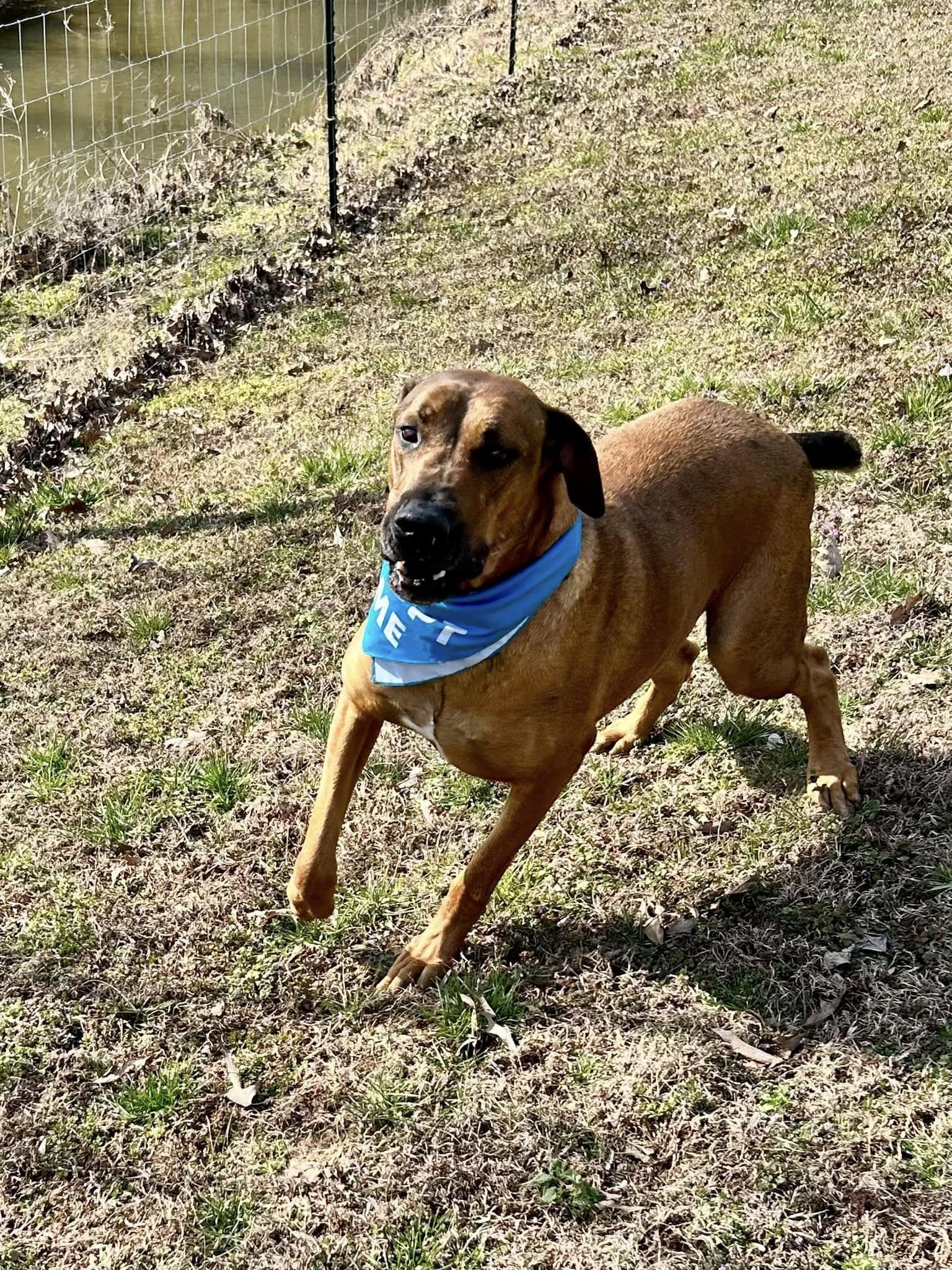 Enlarge Scar, a Adoptable mixed breed in Joppa, AL image 4/6