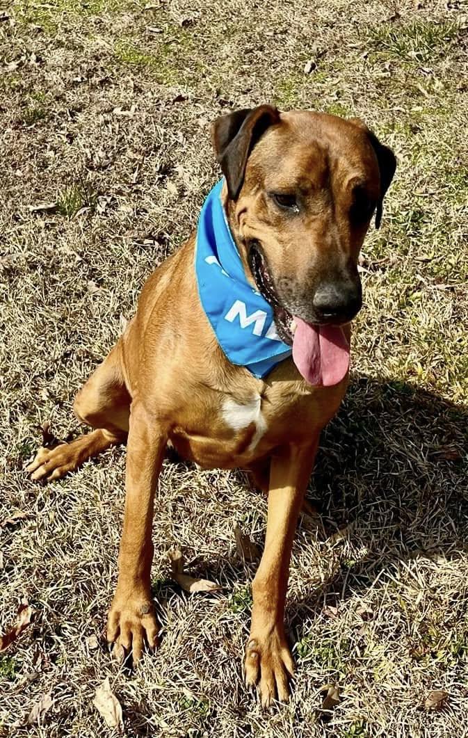 Enlarge Scar, a Adoptable mixed breed in Joppa, AL image 5/6