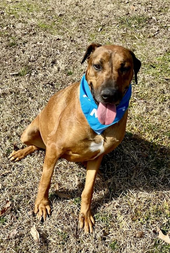 Enlarge Scar, a Adoptable mixed breed in Joppa, AL image 6/6