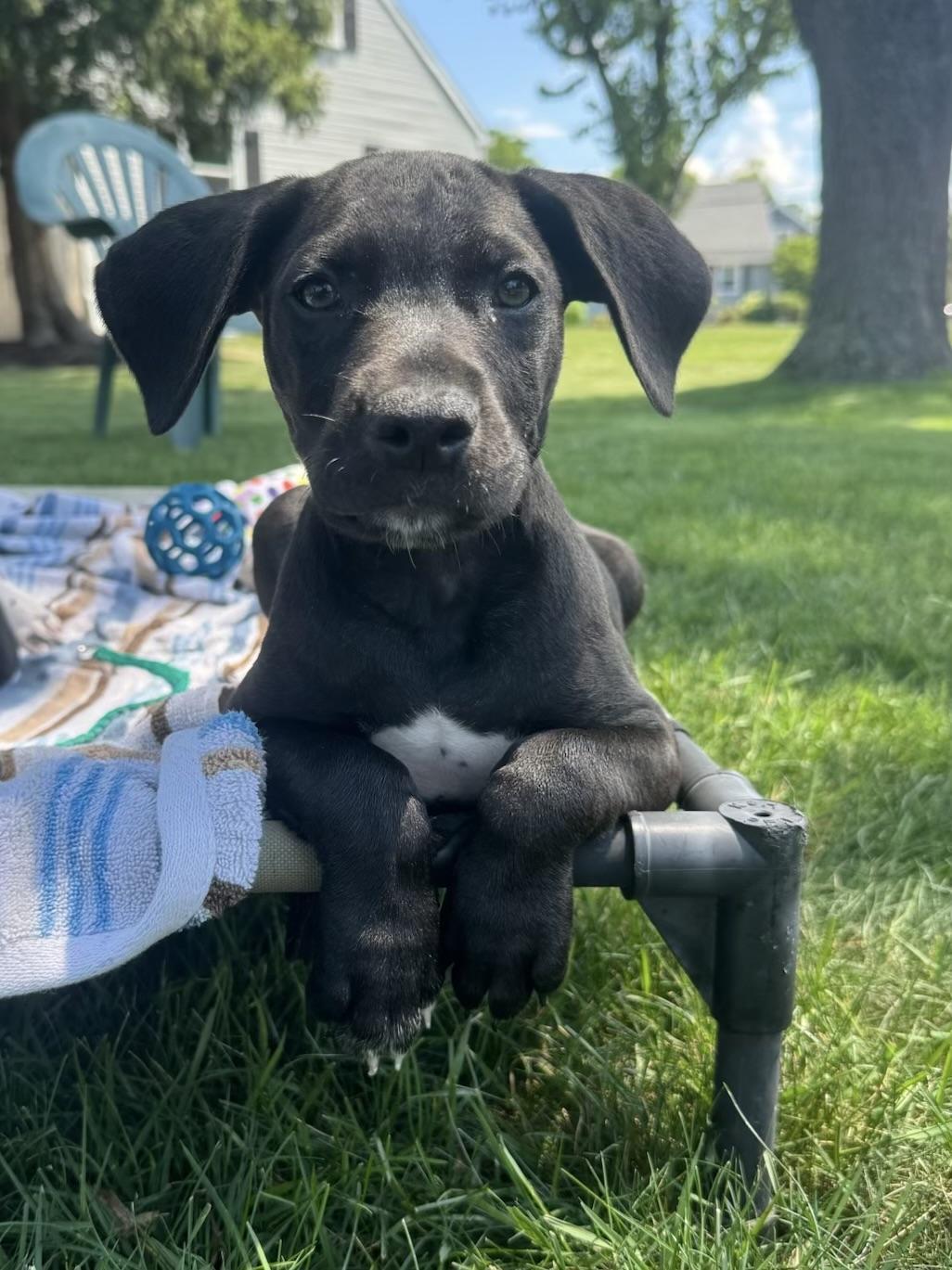Goose, Adopted, Puppy Male American Staffordshire Terrier.