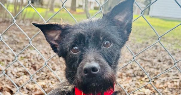 Catherine (25-042 D), a Adopted mixed breed in Lansing, MI image 1/4