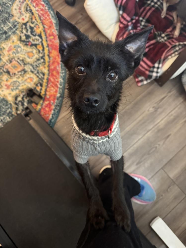 Catherine (25-042 D), a Adopted mixed breed in Lansing, MI image 2/4