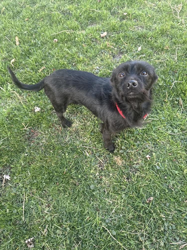 Catherine (25-042 D), a Adopted mixed breed in Lansing, MI image 3/4