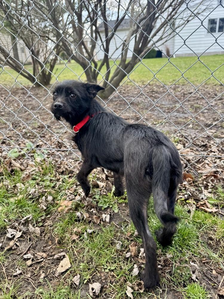 Catherine (25-042 D), a Adopted mixed breed in Lansing, MI image 4/4