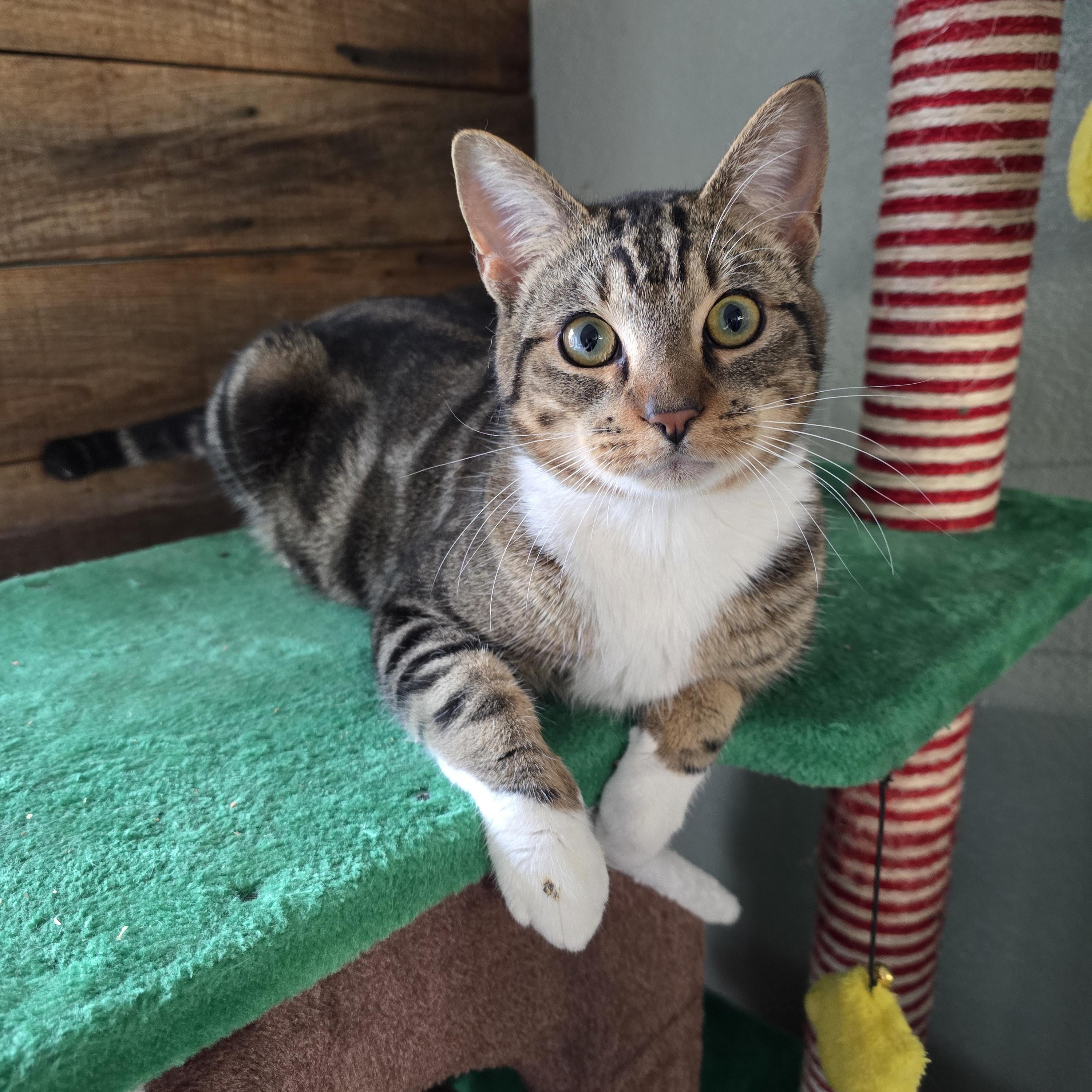 Pierce, adopted, Kitten Male Bengal & Tabby.