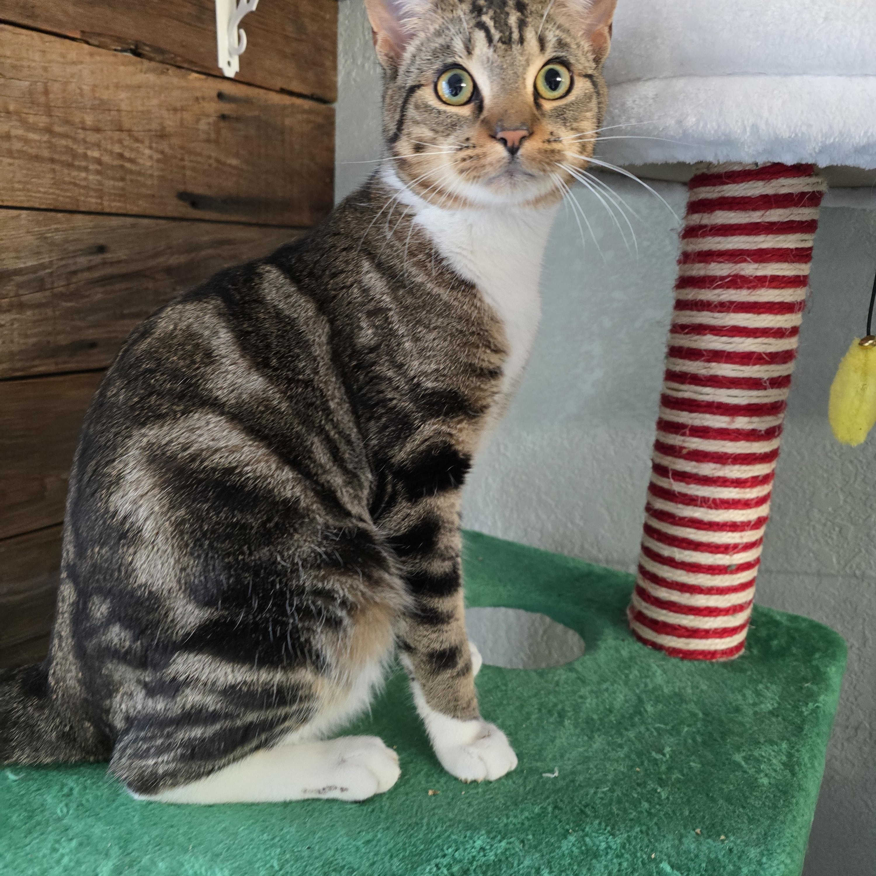 Enlarge Pierce, an adopted mixed breed in Lacey, WA image 2/2