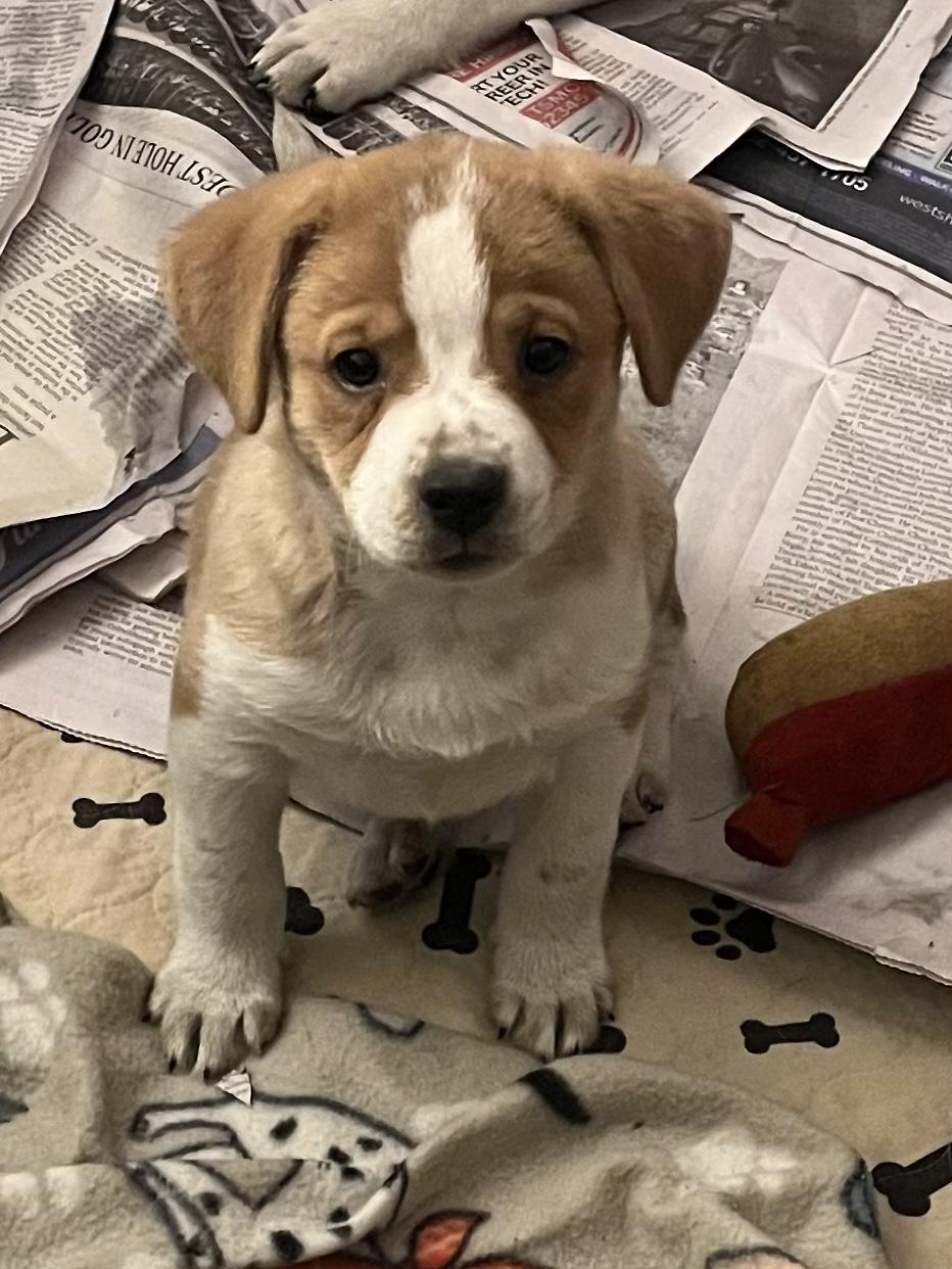 Mandy, Adopted, Puppy Female Cattle Dog & Yellow Labrador Retriever.