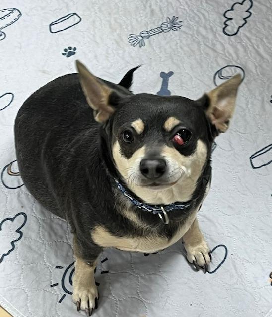 Tuff, Adoptable, Adult Male Chihuahua.