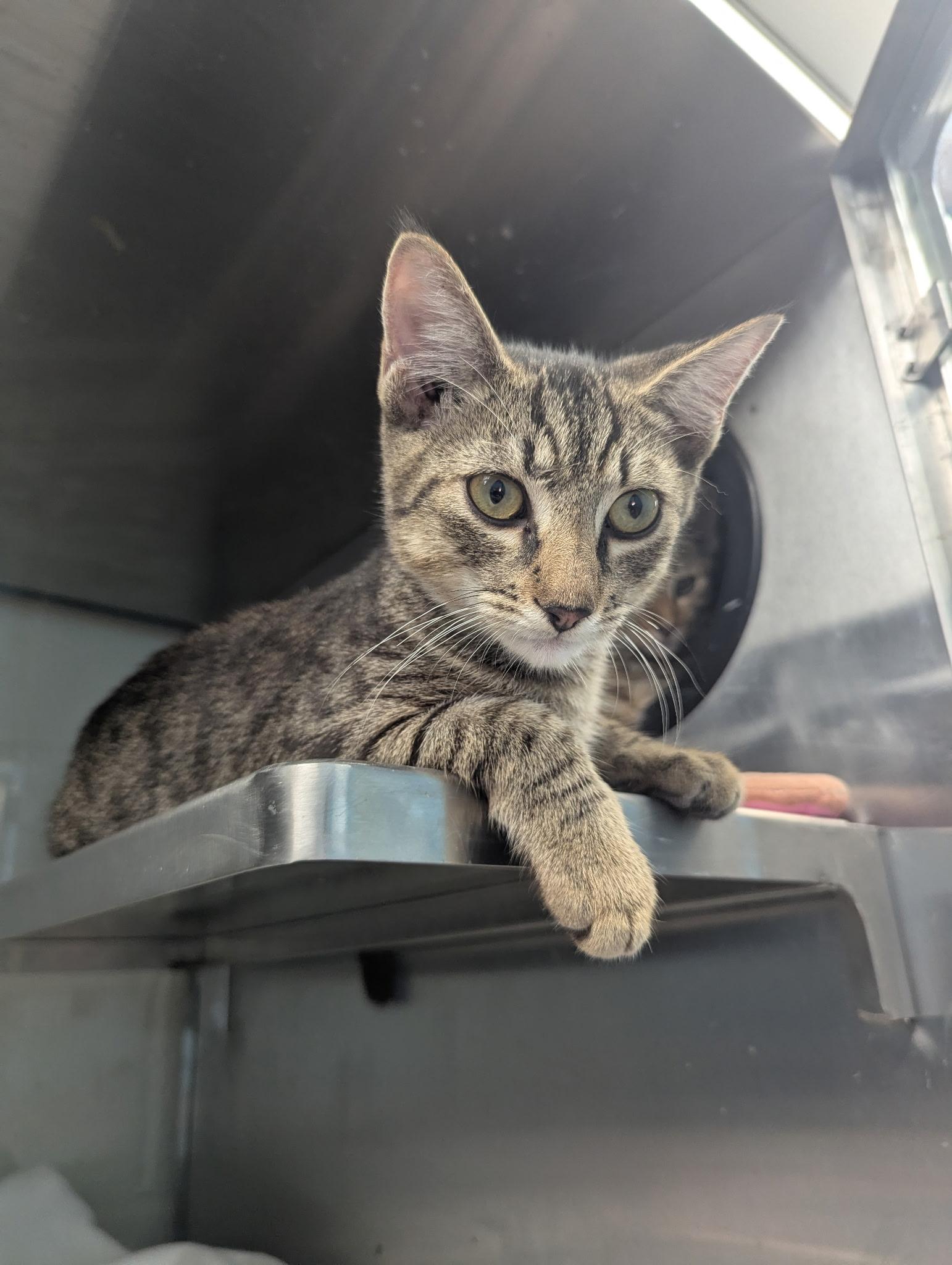 Enlarge Aladdin & Jasmine, a Adopted Tabby in Monroeville, PA image 2/5