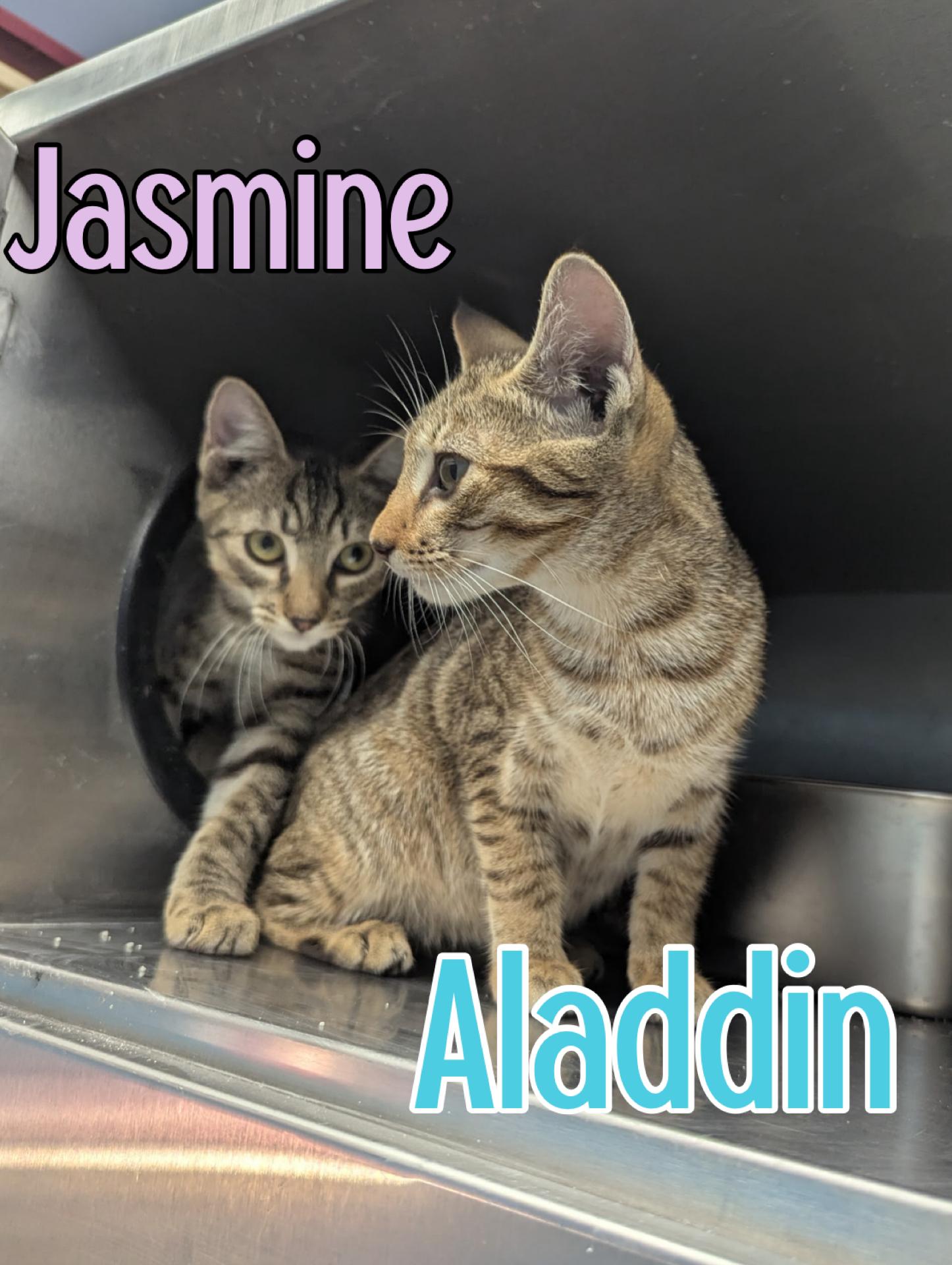 Aladdin & Jasmine, Adopted, Young Male Tabby.