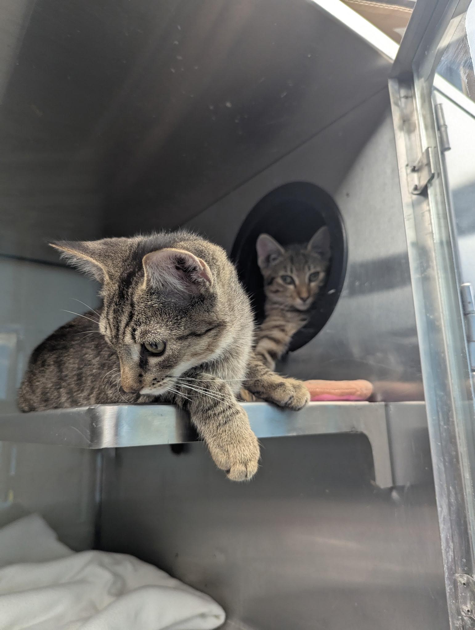 Enlarge Aladdin & Jasmine, a Adopted Tabby in Monroeville, PA image 3/5