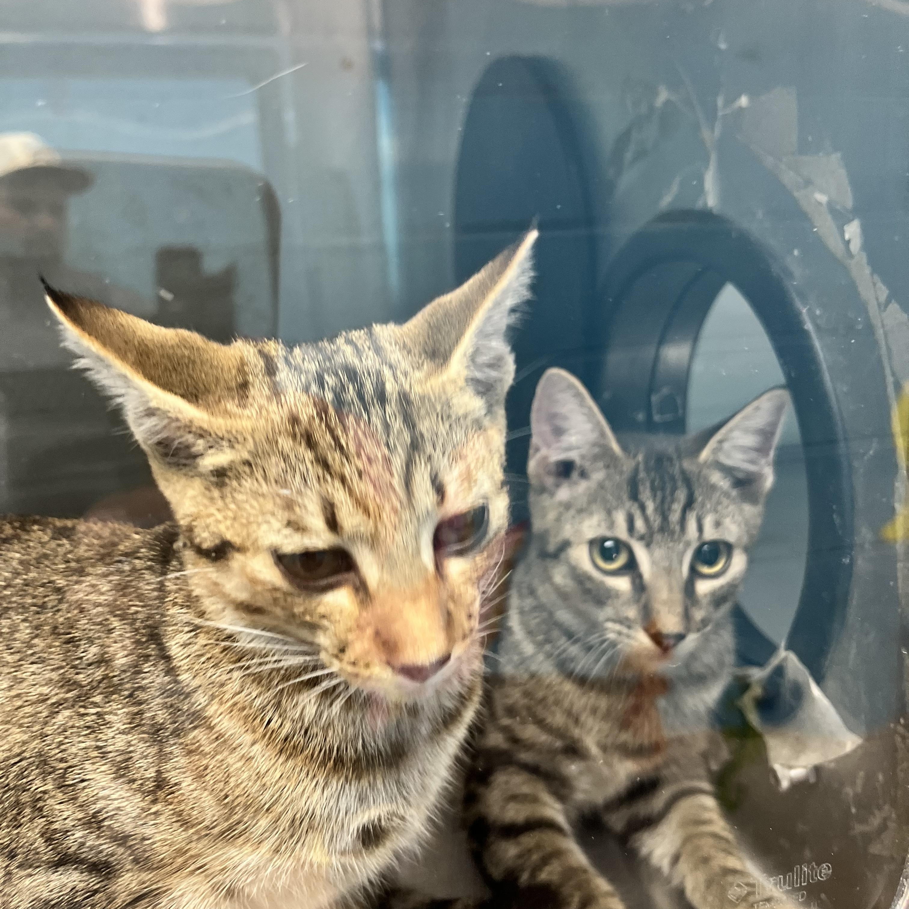 Enlarge Aladdin & Jasmine, a Adopted Tabby in Monroeville, PA image 4/5