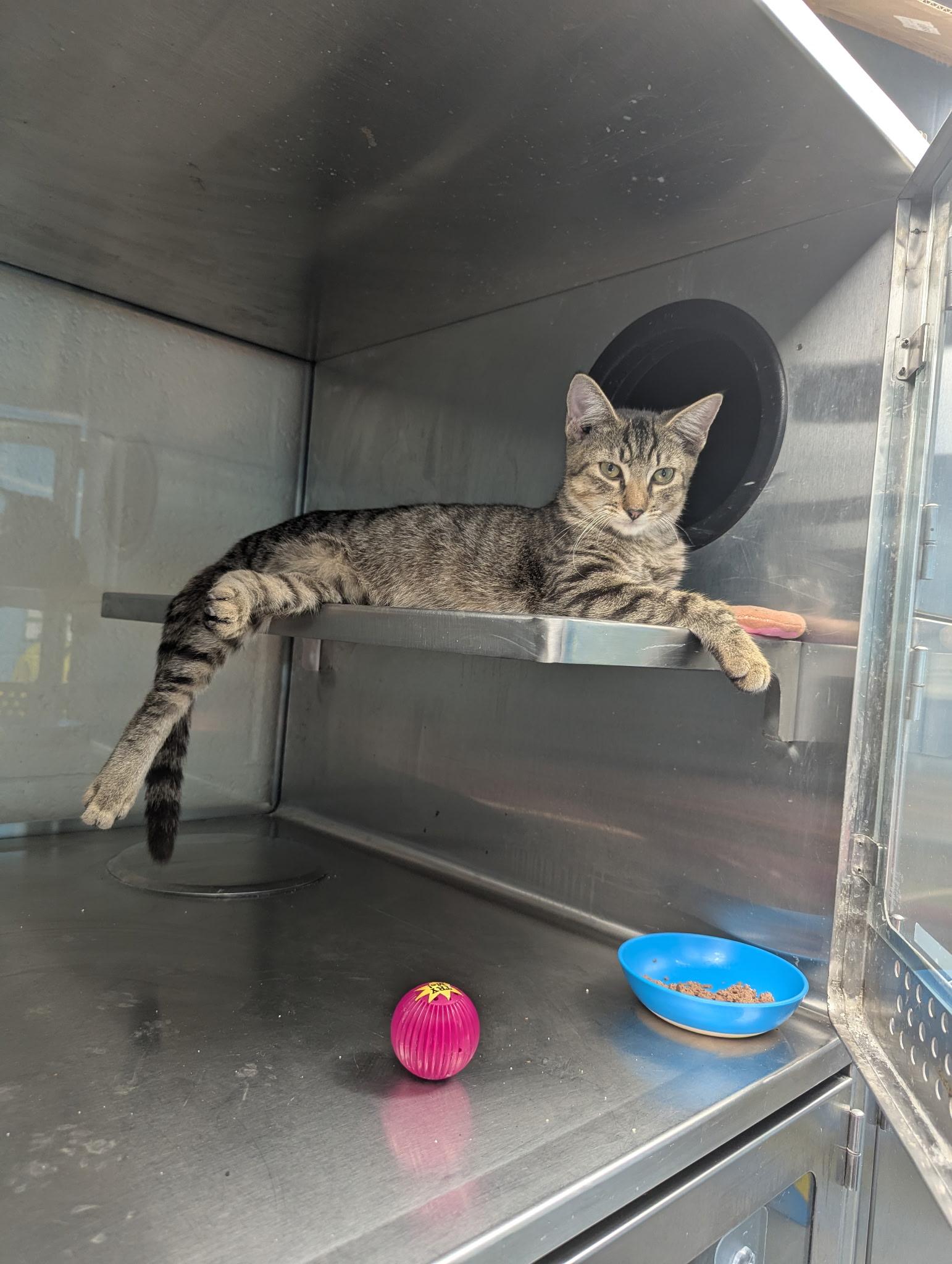 Enlarge Aladdin & Jasmine, a Adopted Tabby in Monroeville, PA image 5/5