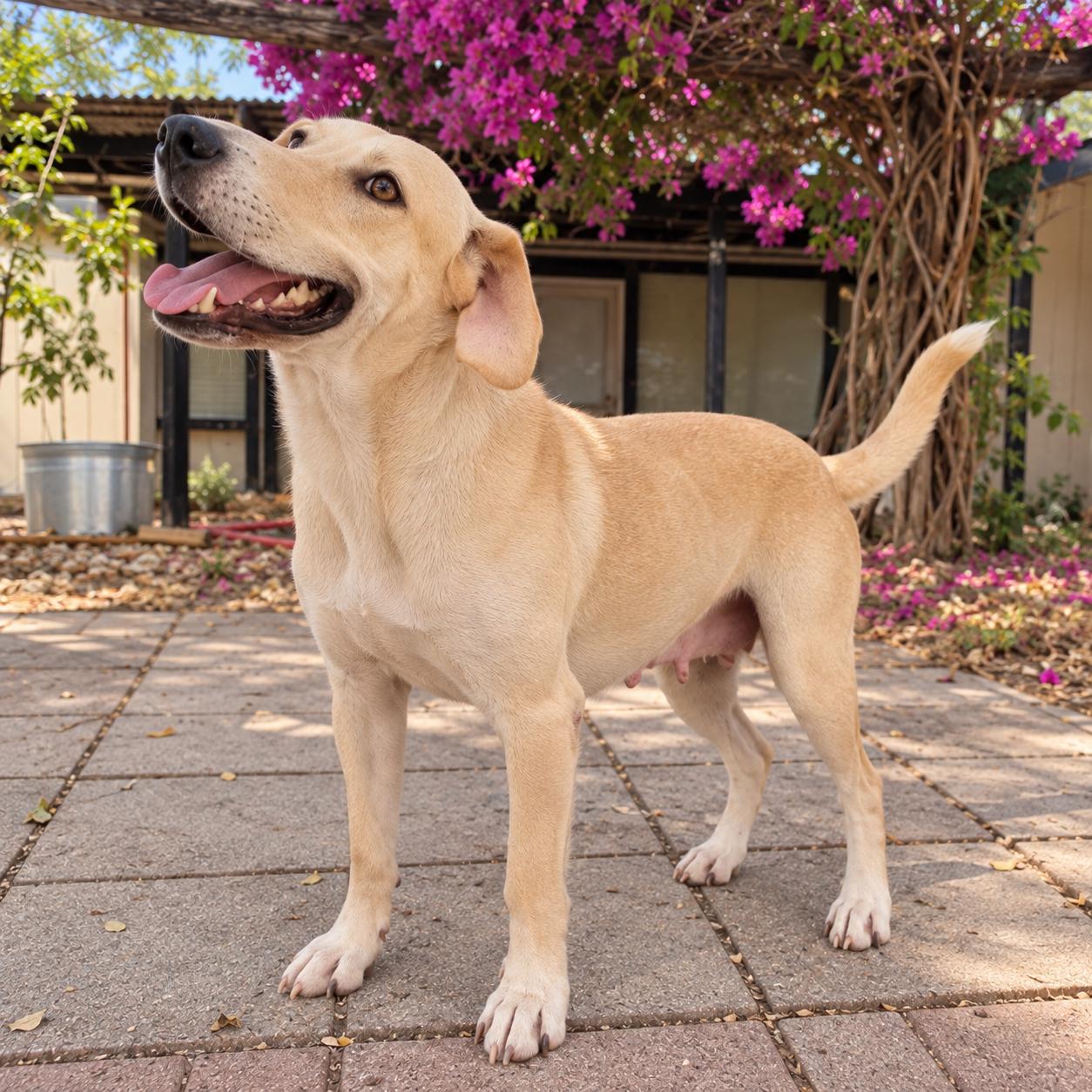 Enlarge Sundance, a Adoptable Yellow Labrador Retriever in Hillsborough, NJ image 5/5