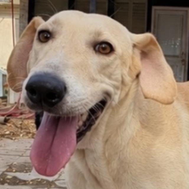 Enlarge Sundance, a Adoptable Yellow Labrador Retriever in Hillsborough, NJ image 4/5