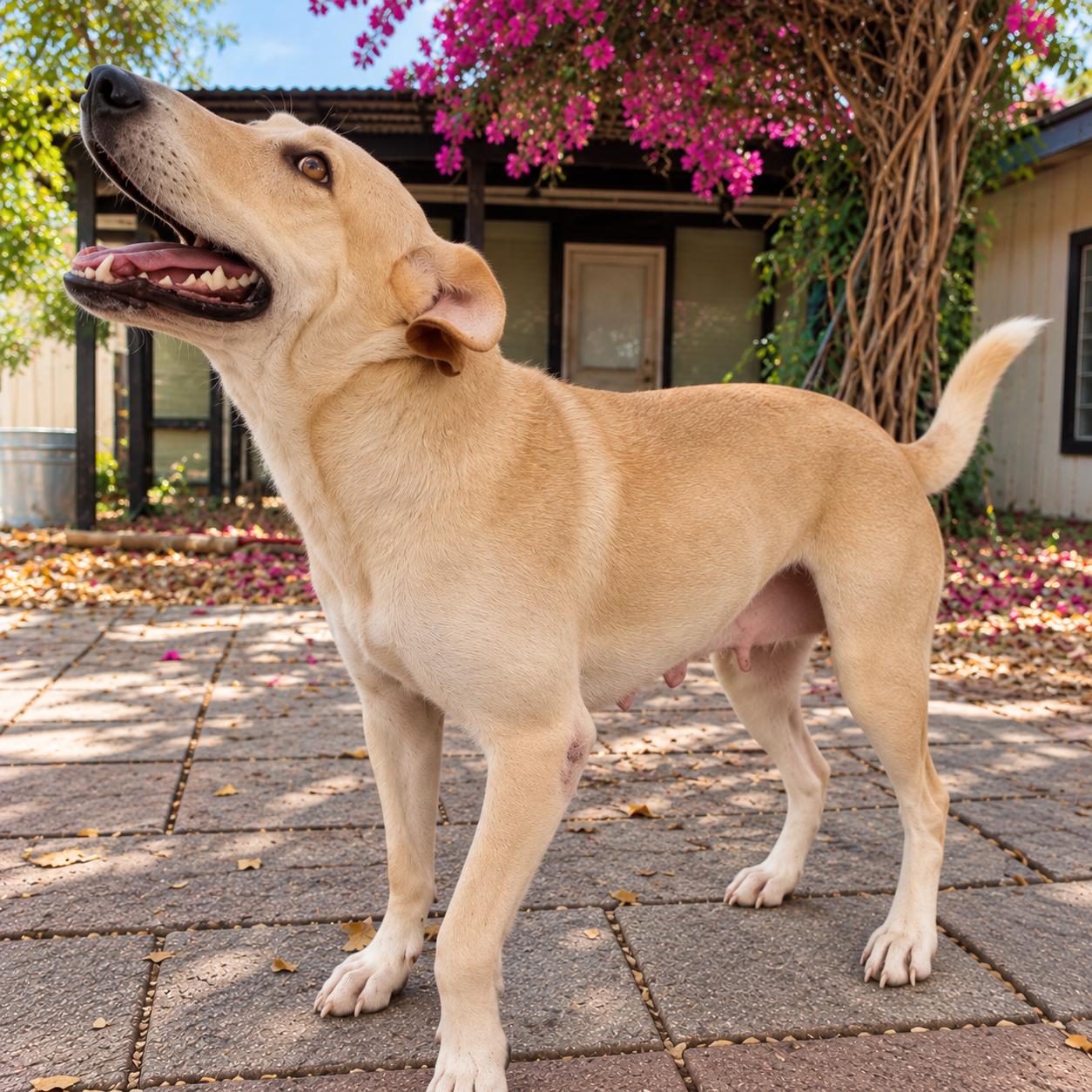 Enlarge Sundance, a Adoptable Yellow Labrador Retriever in Hillsborough, NJ image 2/5
