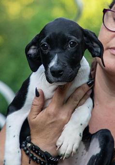 Antonia, a Adopted mixed breed in Canterbury, CT image 3/3