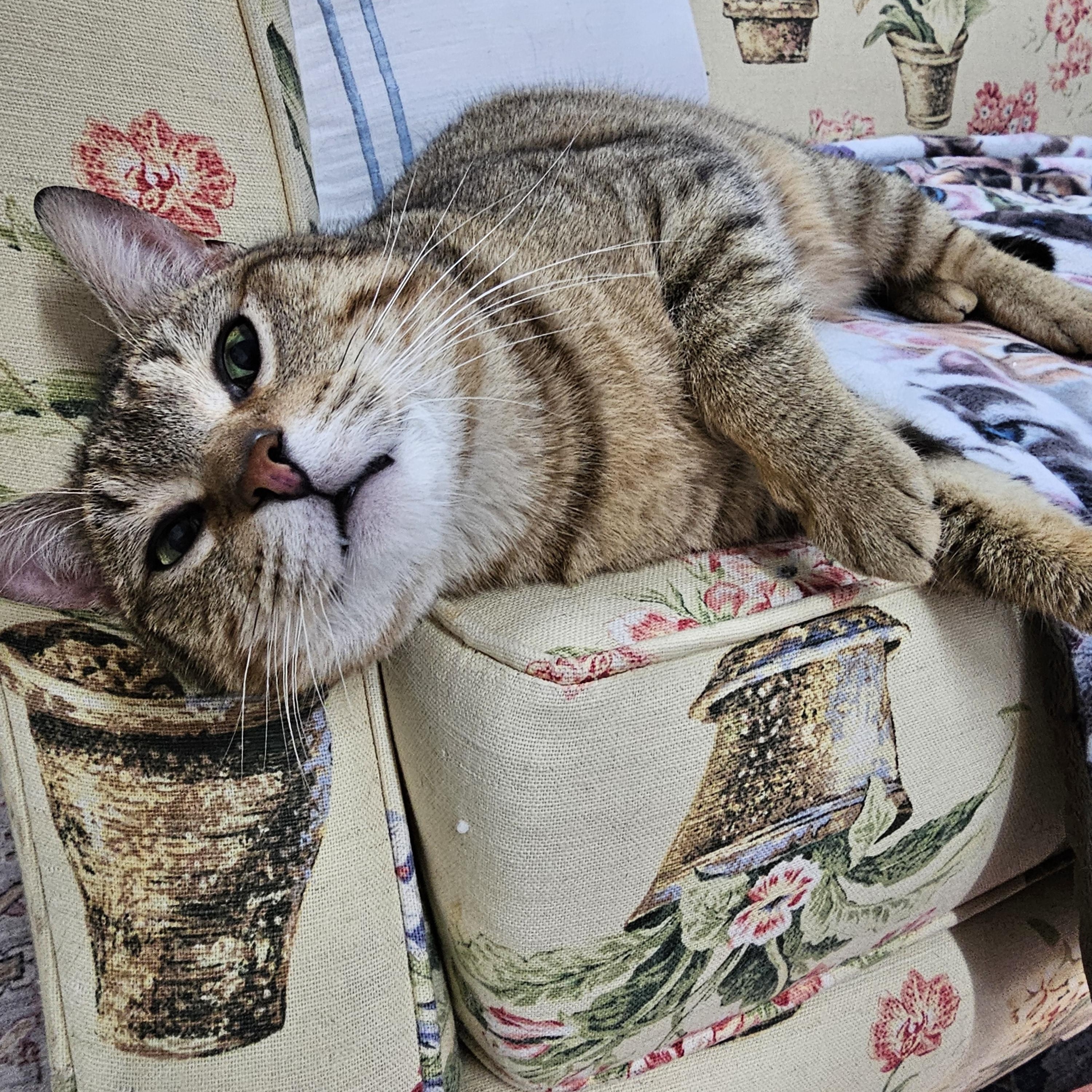 Enlarge Arty, a ADOPTABLE Domestic Short Hair in Toledo, OH image 3/3