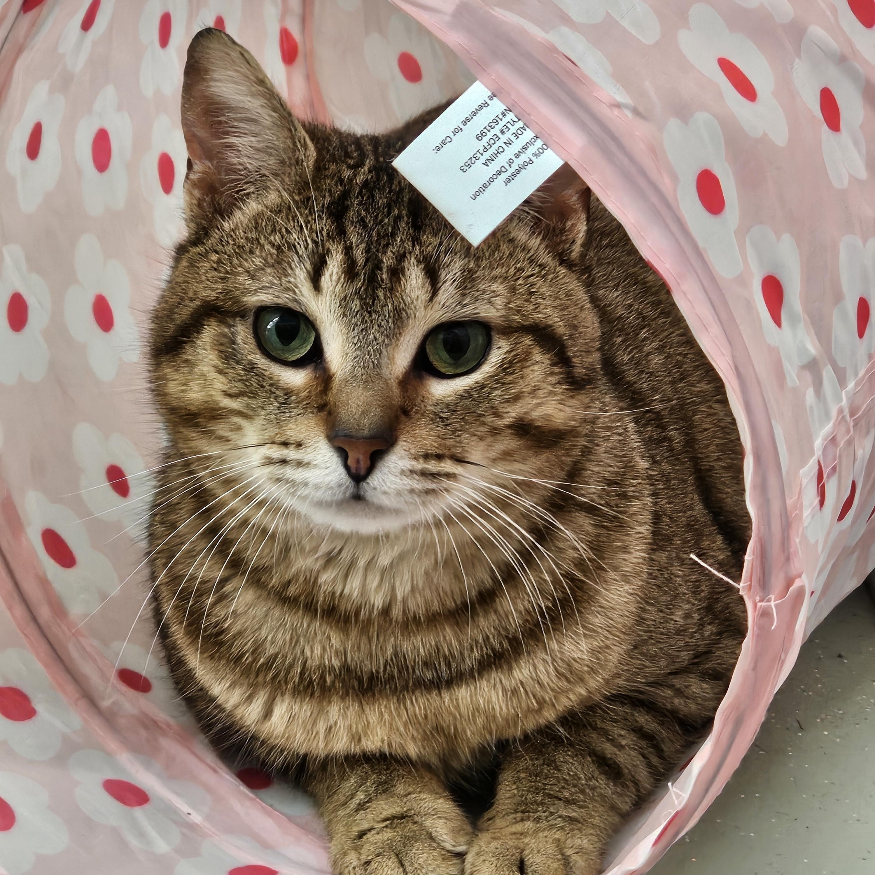 Arty, ADOPTABLE, Young Male Domestic Short Hair.