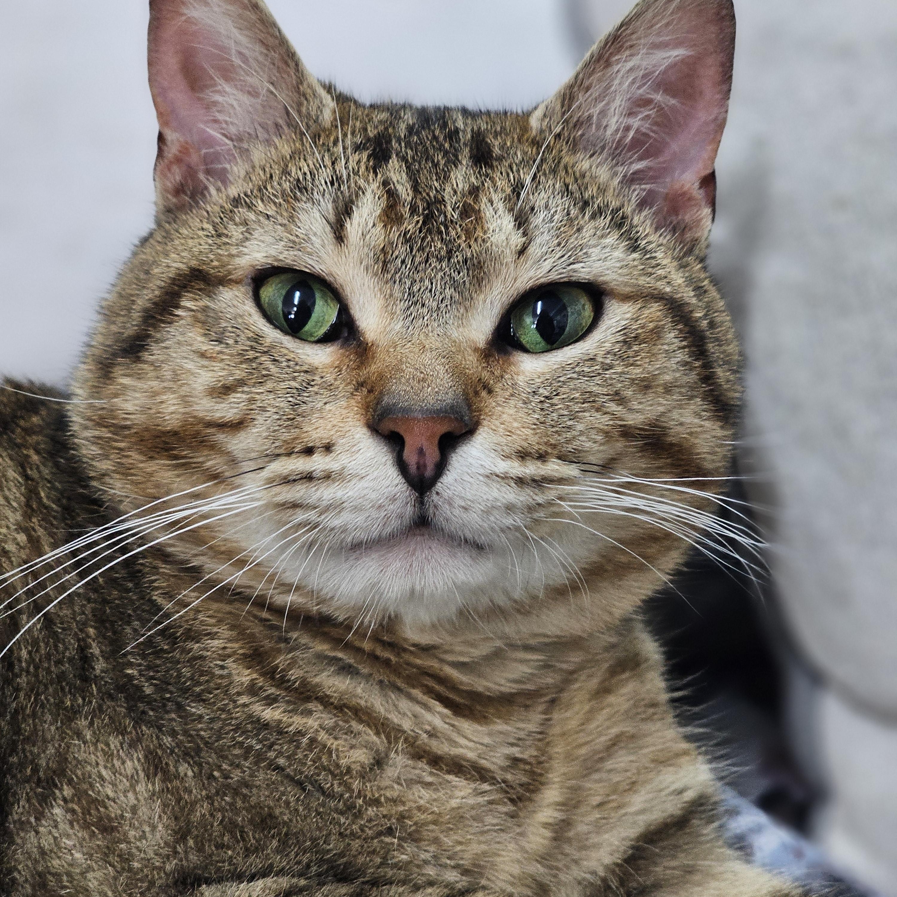 Arty, adopted, Young Male Domestic Short Hair.