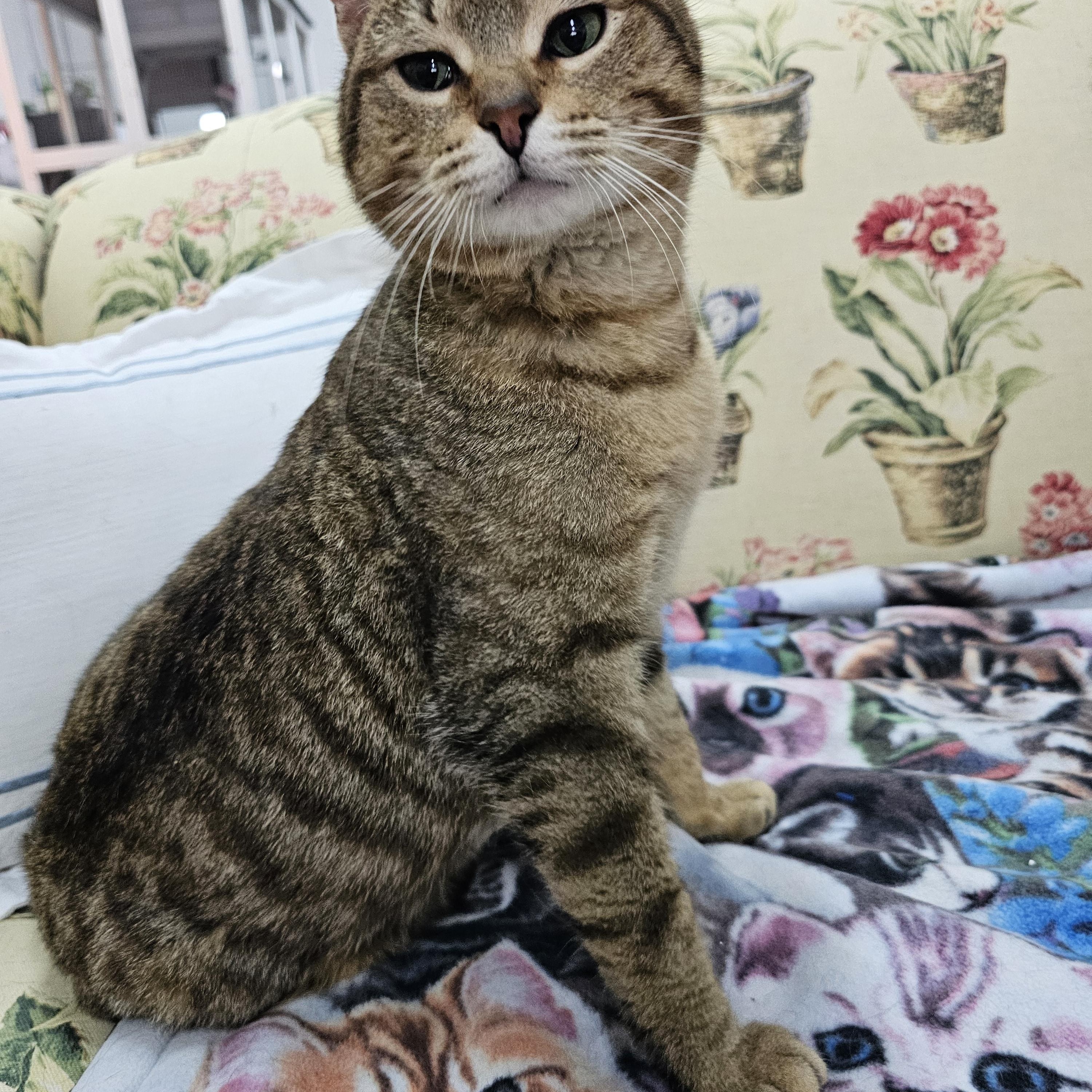 Enlarge Arty, a ADOPTABLE Domestic Short Hair in Toledo, OH image 2/3