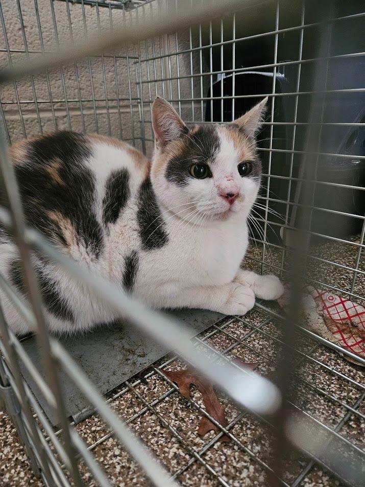 Enlarge Princess, a Adoptable mixed breed in Maryville, TN image 1/2