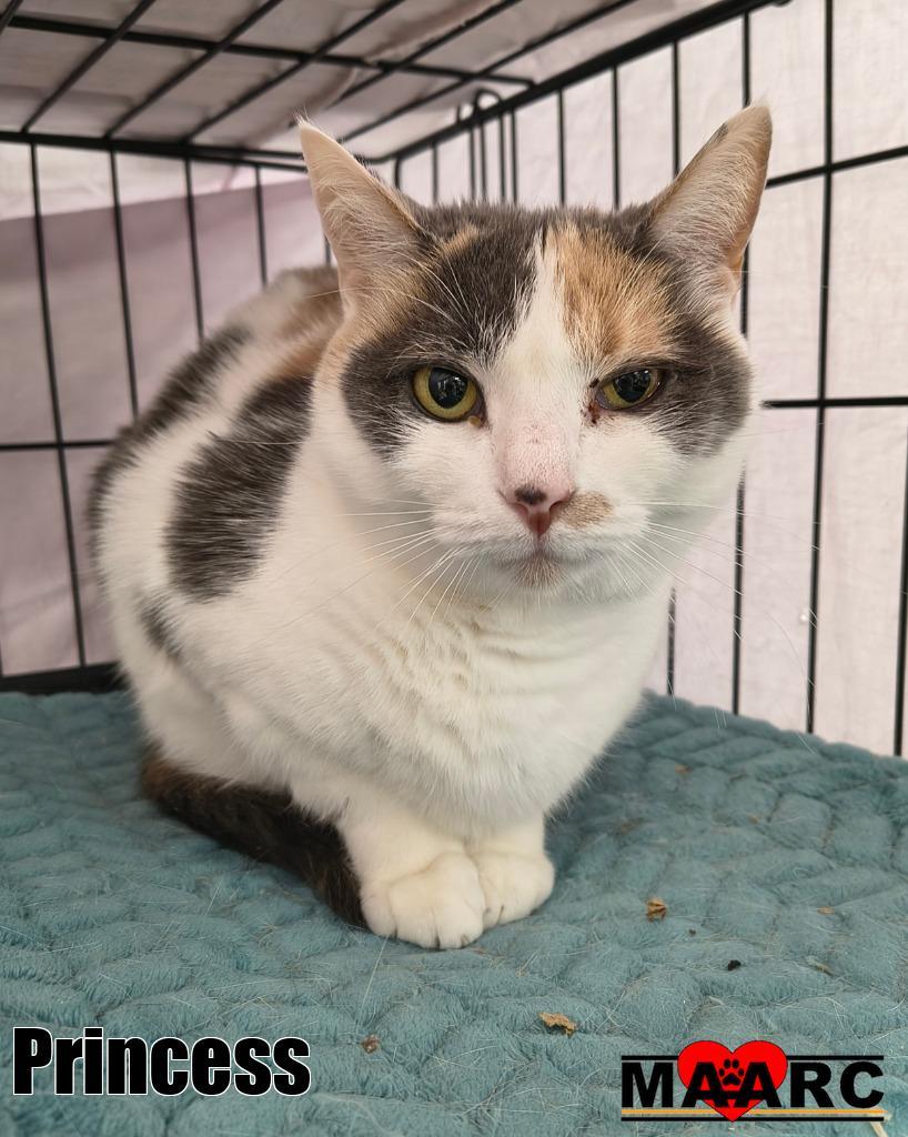 Princess, Adoptable, Adult Female Domestic Short Hair.