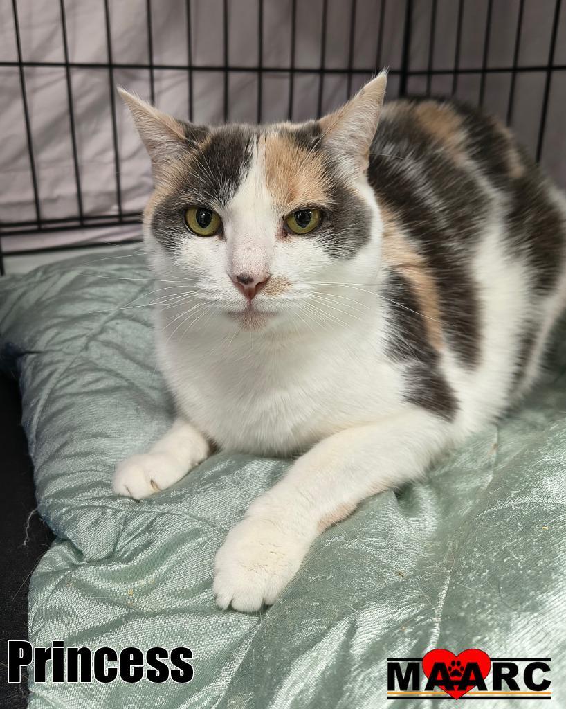 Enlarge Princess, a Adoptable mixed breed in Maryville, TN image 2/2