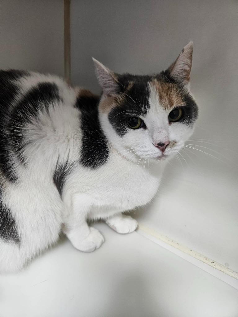 Enlarge Princess, a Adoptable mixed breed in Maryville, TN image 2/2